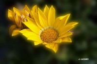 /album/fotogaleria-fotografia-macro/gfttt-44-640x480-jpg/